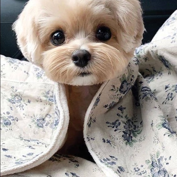 Alpha Studio, men's oven shirt, Mulberry Silk and Cashmere, black on white. - Picture 8 of 8